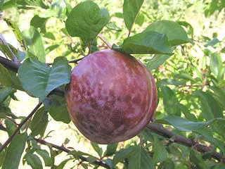 Mariposa Plum