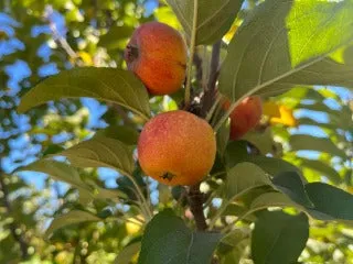 Mettais Apple Tree