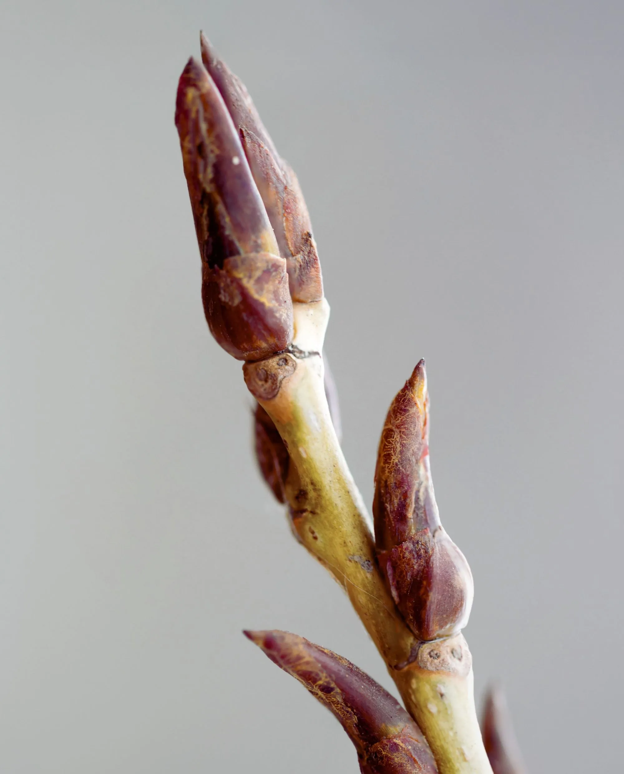 POPLAR BUD | Absolute