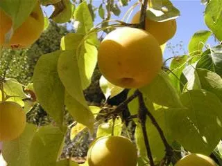 Shinseiki Pear Tree